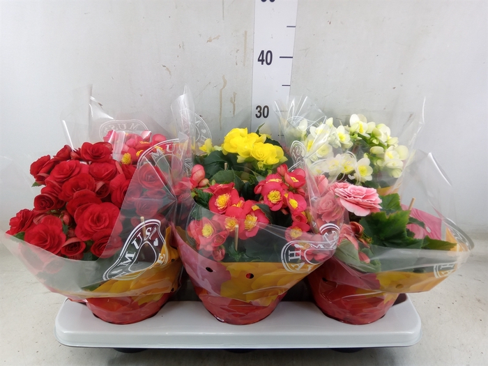 <h4>Begonia elat. DU   ...mix</h4>