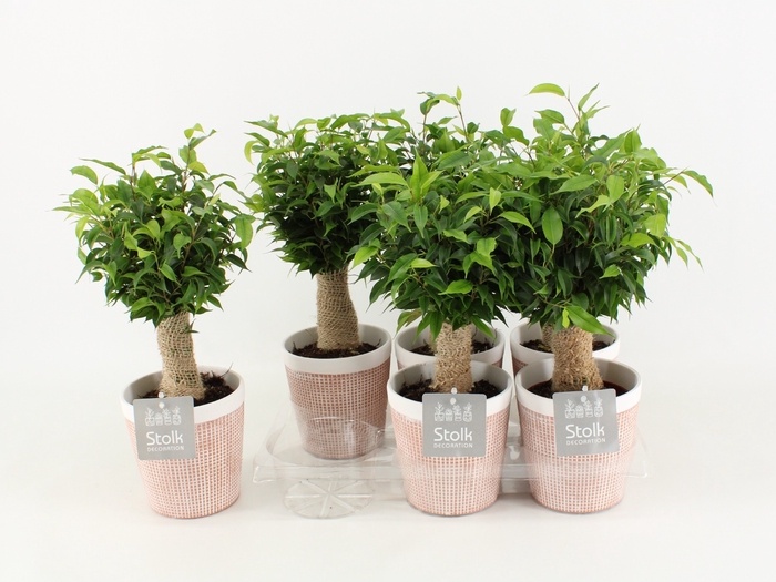 <h4>Ficus Be Natasja Keramiek Terracotta</h4>