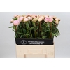 Paeonia Chiffon Parfait