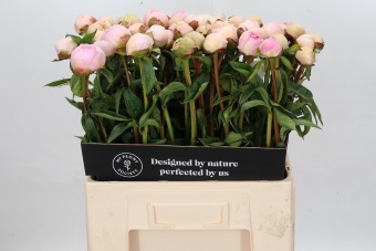 Paeonia Chiffon Parfait