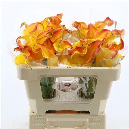 <h4>Calla Callista</h4>