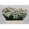 Limonium sinuatum Silvery Sun Birds