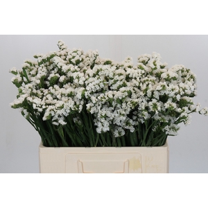 Limonium sinuatum Silvery Sun Birds