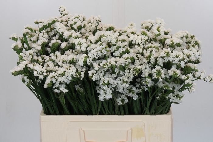 Limonium sinuatum Silvery Sun Birds