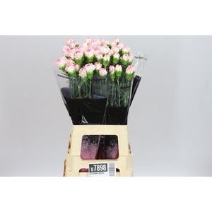 Di St Pastel Damascus