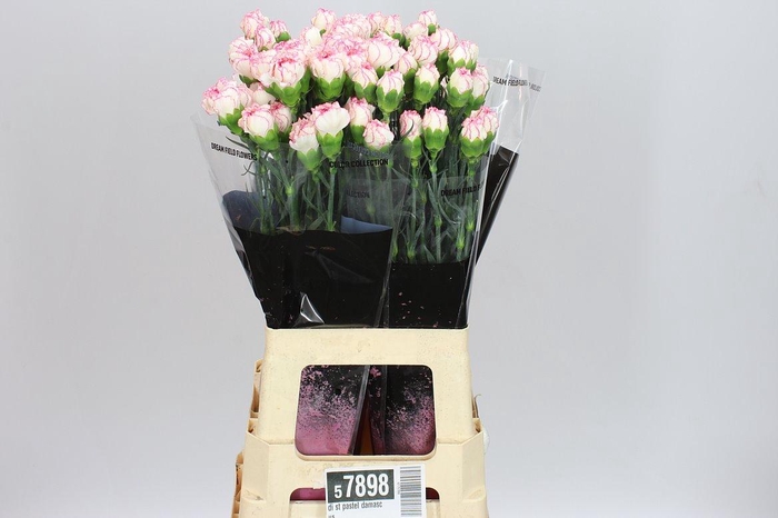 <h4>Di St Pastel Damascus</h4>