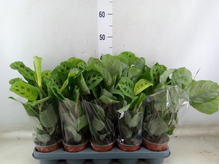 <h4>Maranta leuc. 'Kerchoveana'</h4>