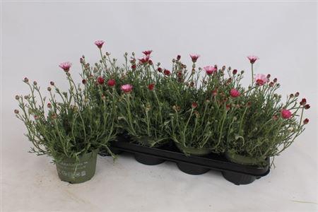 arr8 Rhodan H Zagora Pink