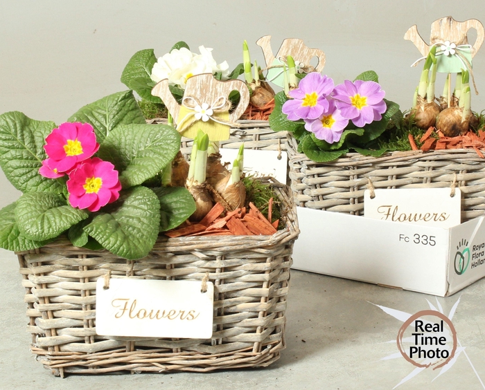 <h4>ARR TUINPLANTEN</h4>