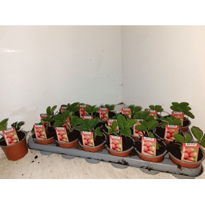 Fragaria   ...
