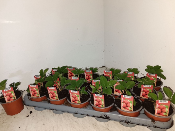 <h4>Fragaria   ...</h4>