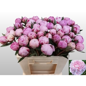 Paeo L Sara Bernhard