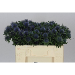 Eryngium Magnet