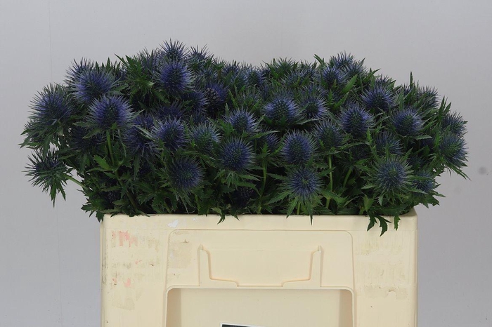 <h4>Eryngium Magnet</h4>