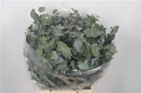 <h4>Euc Cinerea Per Bunch 150 Gram</h4>