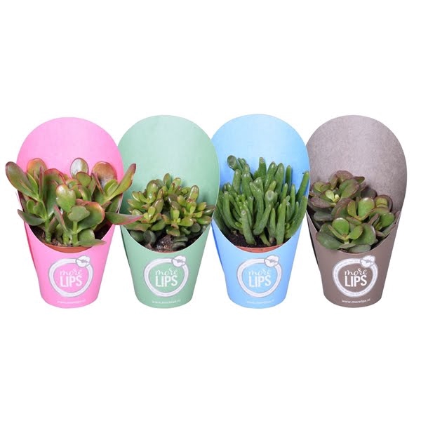 <h4>MoreLIPS® Crassula mix 8,5 cm in potcover vanaf 4 lagen</h4>