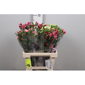 Di Te Solomio Gem Fust