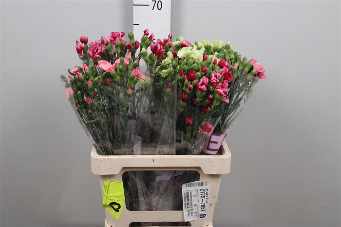 <h4>Di Te Solomio Gem Fust</h4>