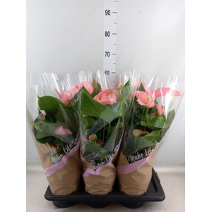 Anthurium andr. 'Pink Explosion'