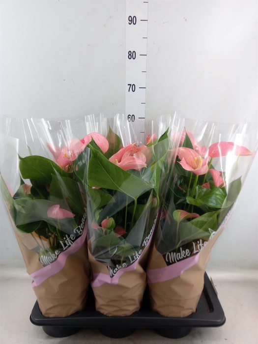 <h4>Anthurium andr. 'Pink Explosion'</h4>