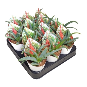 ALOE ARBORESCENS - POT Ø 6,5 WITH POTCOVER (SUCCULENTEN)