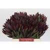 Leucadendron Saf Sunset Dark R.