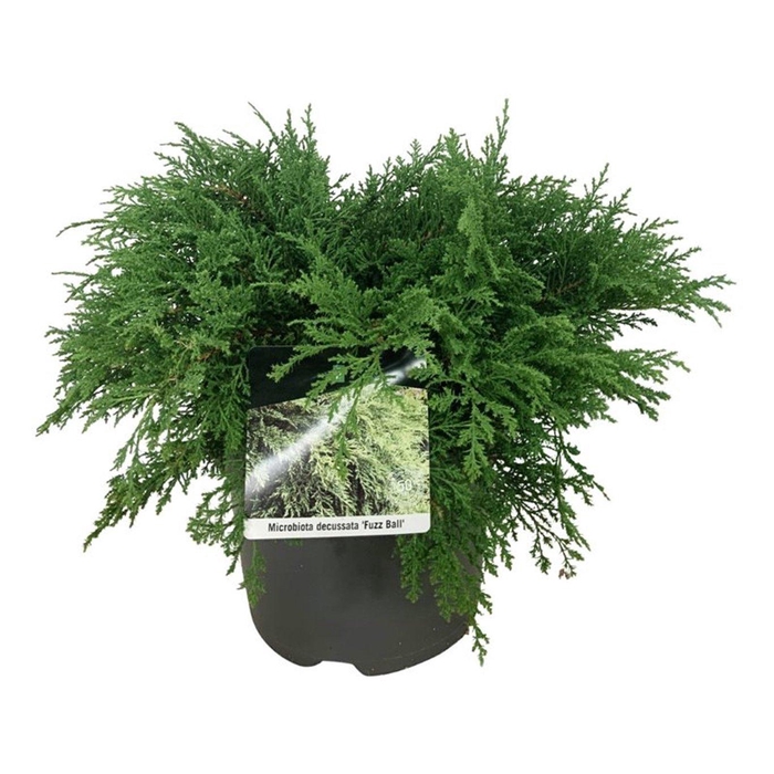 <h4>Microbiota decuss. 'Fuzzball'</h4>