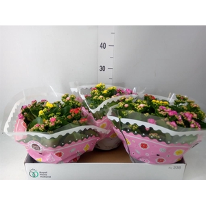 Kalanchoe blos.   ..rosebud mix/pot