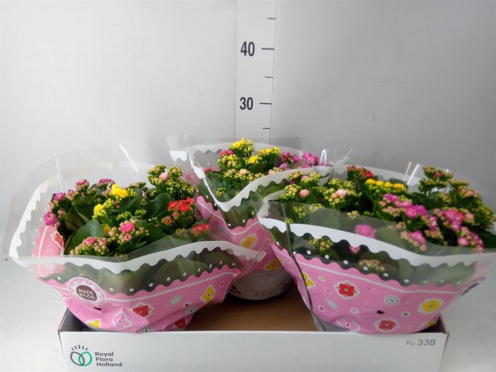 <h4>Kalanchoe blos.   ..rosebud mix/pot</h4>