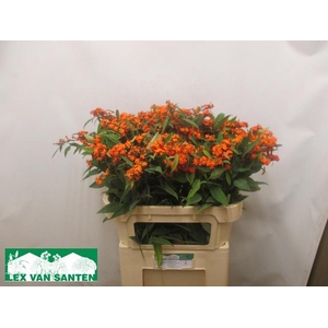 EUPH F T QUEEN ORANG