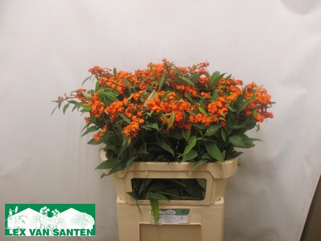 <h4>EUPH F T QUEEN ORANG</h4>