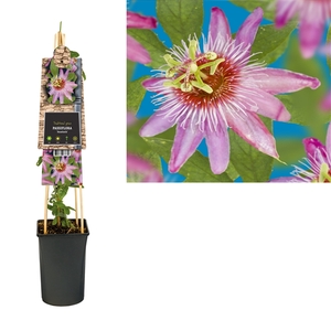 Passiflora 'Anastasia' +3.0 label