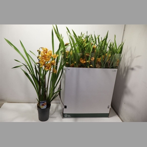 Cymbidium Gem