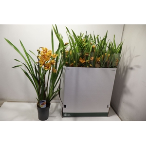 Cymbidium Gem