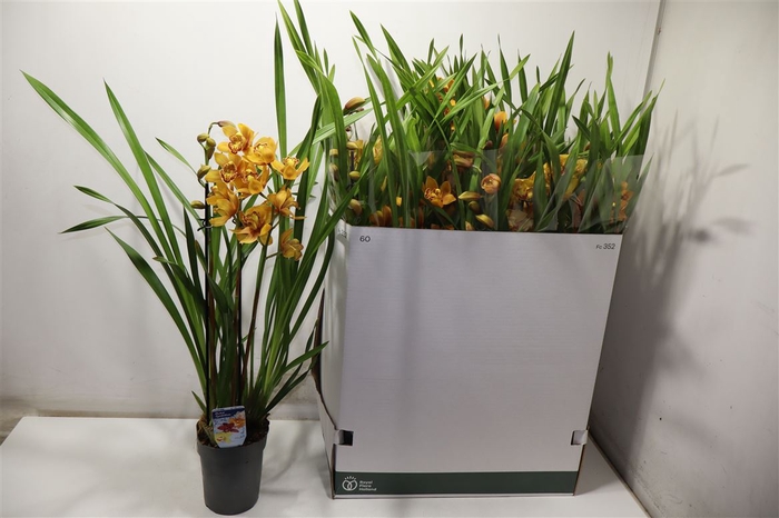 <h4>Cymbidium Gem</h4>