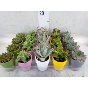 Succulents   ...mix 5