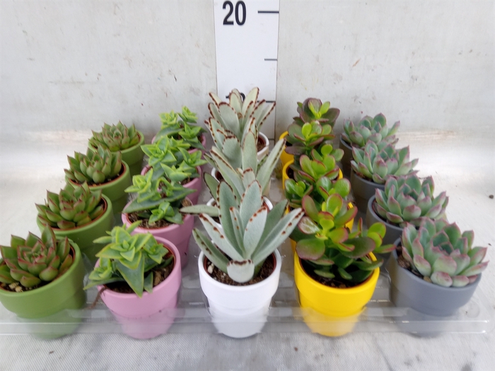 <h4>Succulents   ...mix 5</h4>