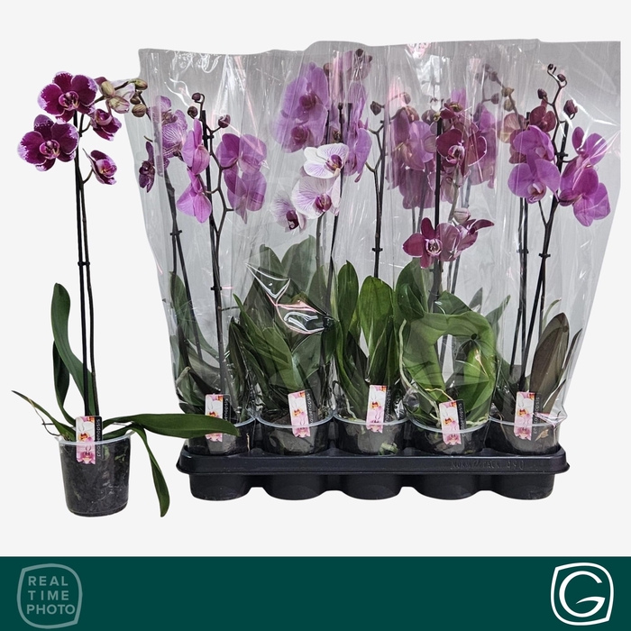 <h4>PHAL GEM 4 KL</h4>