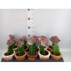 Euphorbia lactea 'Cristata'