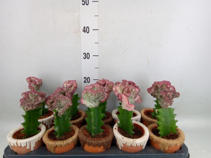 <h4>Euphorbia lactea 'Cristata'</h4>