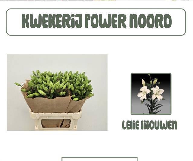 <h4>LI LA LITOUWEN</h4>
