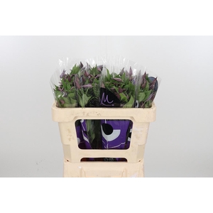 Clem Di Bl Pirouette