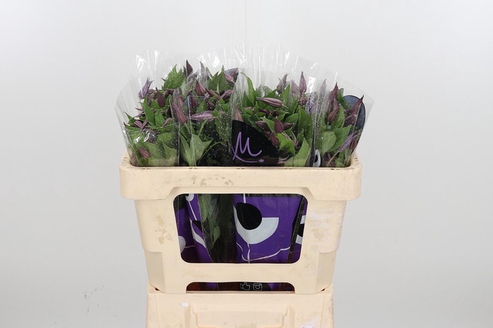 <h4>Clem Di Bl Pirouette</h4>