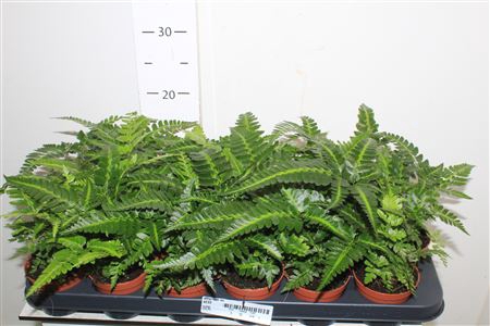 <h4>Athyrium Ov</h4>