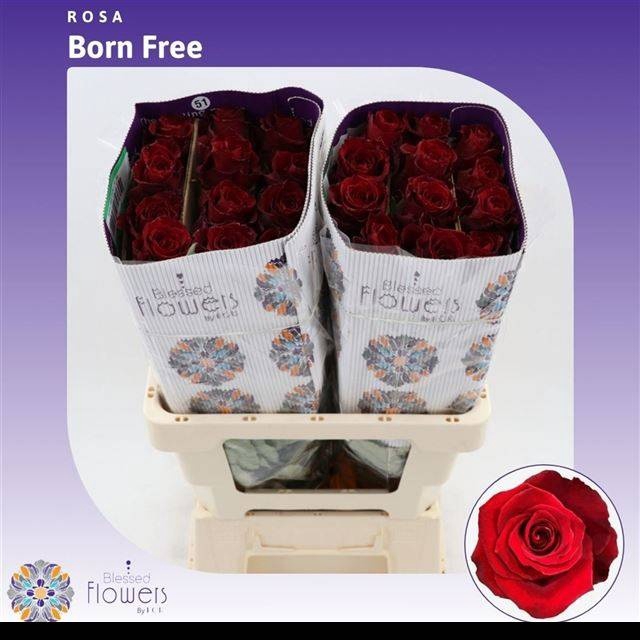 <h4>R GR BORN FREE</h4>