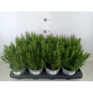 Rosmarinus officinalis   ...