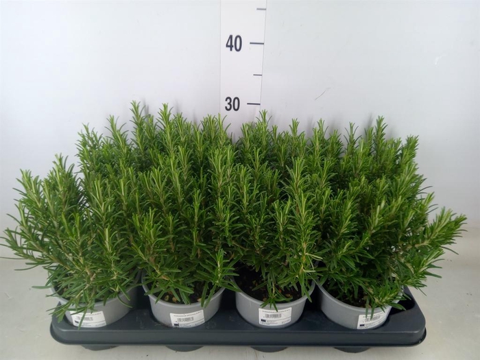 <h4>Rosmarinus officinalis   ...</h4>