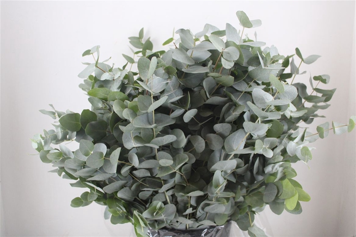 <h4>Euca Cinerea 400gr P Bunch</h4>