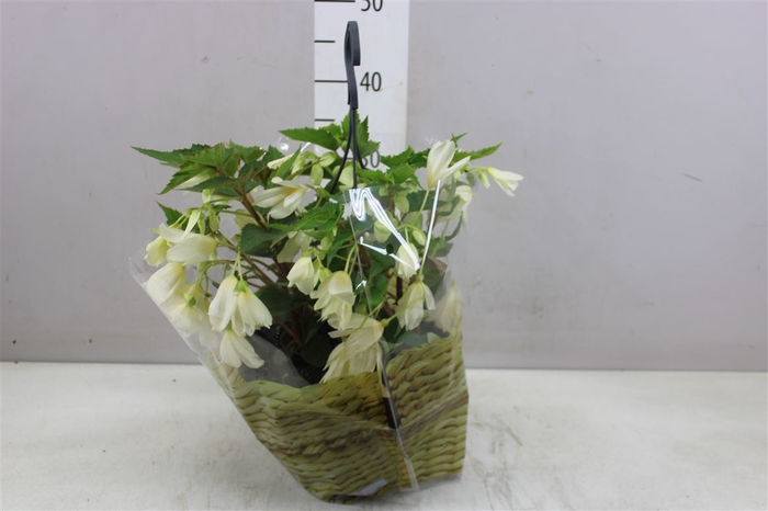 Begonia Hangpot White