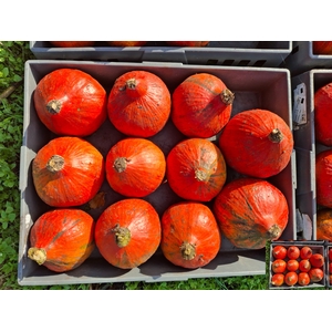 CUCURBITA (KALEBAS)